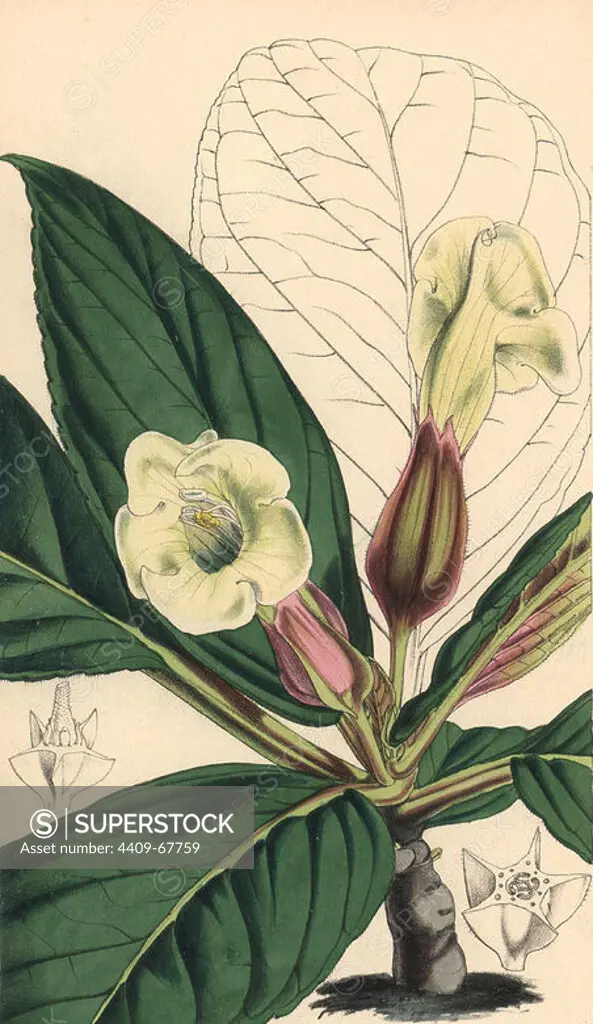 Velvety sinningia, Sinningia velutina. Hand-coloured botanical illustration drawn and lithographed by Walter Hood Fitch for Sir William Jackson Hooker's "Curtis's Botanical Magazine," London, Reeve Brothers, 1846. Fitch (1817~1892) was a tireless Scottish artist who drew over 2,700 lithographs for the "Botanical Magazine" starting from 1834.