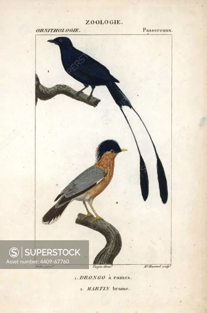 Lesser racket-tailed drongo, Dicrurus remifer, and Brahminy myna, Sturnia pagodarum. Handcoloured copperplate stipple engraving from Dumont de Sainte-Croix's "Dictionary of Natural Science: Ornithology," Paris, France, 1816-1830. Illustration by J. G. Pretre, engraved by Madame Massard, directed by Pierre Jean-Francois Turpin, and published by F.G. Levrault. Jean Gabriel Pretre (1780~1845) was painter of natural history at Empress Josephine's zoo and later became artist to the Museum of Natural History. Turpin (1775-1840) is considered one of the greatest French botanical illustrators of the 19th century.