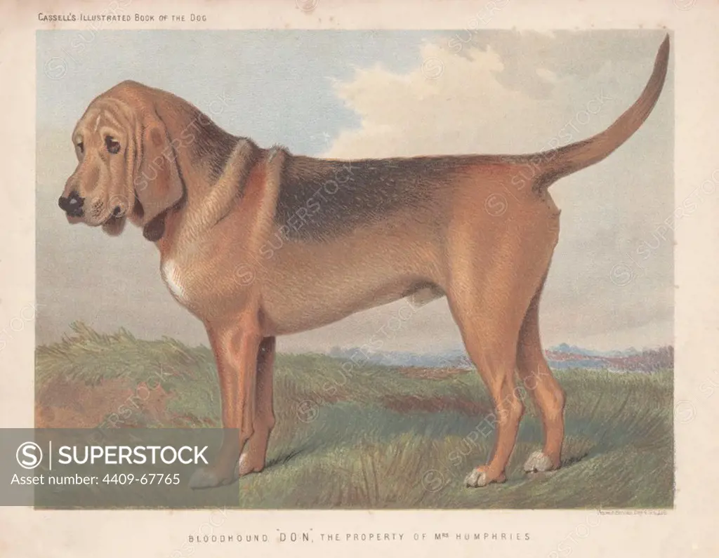 Bloodhound "Don." Fine chromolithograph from Cassell's "Illustrated Book of the Dog" 1881. Author Vero Kemball Shaw (1854-1905) wrote many books about dogs and horses, and encyclopedic guides to kennels, stables and poultry yards.