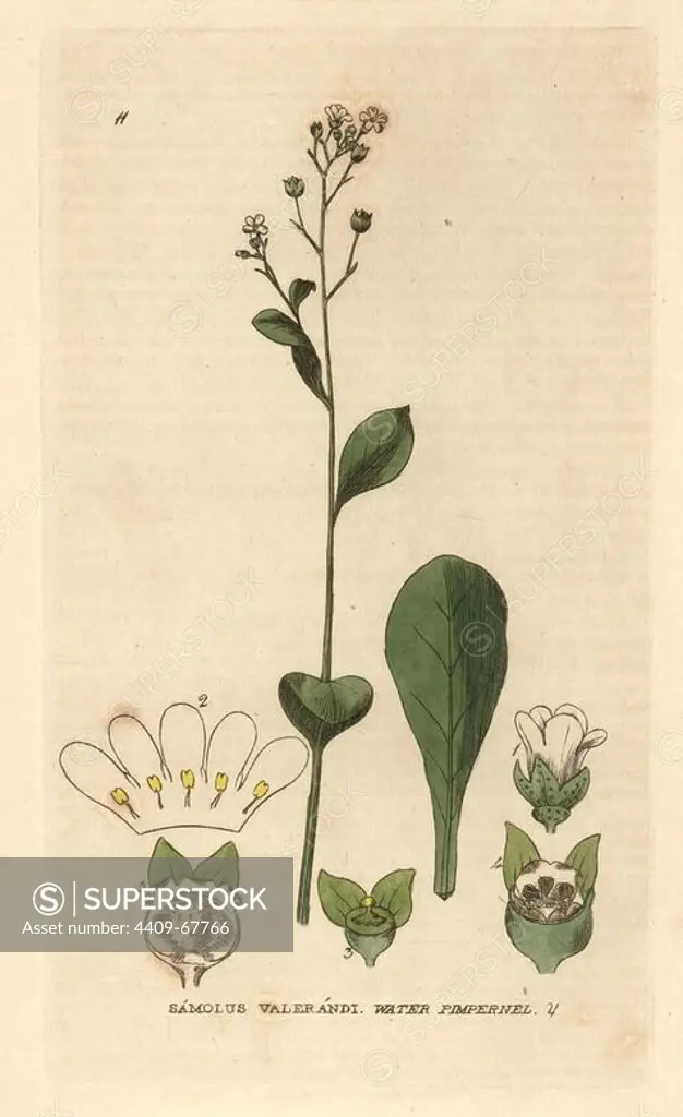 Water pimpernel, Samolus valerandi. Handcoloured copperplate engraving from a drawing by Isaac Russell from William Baxter's "British Phaenogamous Botany" 1834. Scotsman William Baxter (1788-1871) was the curator of the Oxford Botanic Garden from 1813 to 1854.