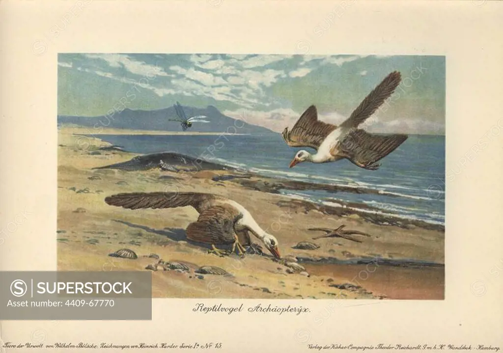 Two Archeopteryx foraging on the shore.. Archeopteryx, Reptilvogel or Urvogel is the earliest and most primitive bird known. It lived during the Late Jurassic Period,150148 million years ago,.. Colour printed illustration by Heinrich Harder from "Tiere der Urwelt" Animals of the Prehistoric World, 1916, Hamburg. Heinrich Harder (1858-1935) was a German landscape artist and book illustrator. From a series of prehistoric creature cards published by the Reichardt Cocoa company. Natural historian Wilhelm Bolsche wrote the descriptive text.