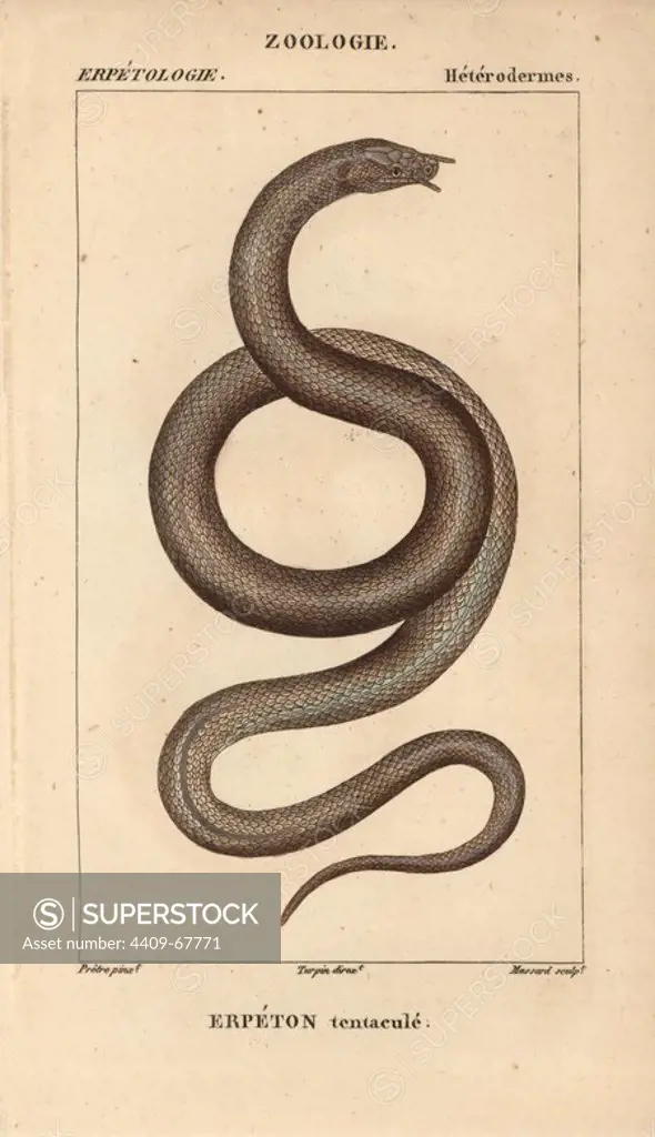 Tentacled snake, erpeton tentacule, Erpeton tentaculatum. Handcoloured copperplate stipple engraving from Jussieu's "Dictionnaire des Sciences Naturelles" 1816-1830. The volumes on fish and reptiles were edited by Hippolyte Cloquet, natural historian and doctor of medicine. Illustration by J.G. Pretre, engraved by Massard, directed by Turpin, and published by F. G. Levrault. Jean Gabriel Pretre (1780~1845) was painter of natural history at Empress Josephine's zoo and later became artist to the Museum of Natural History.