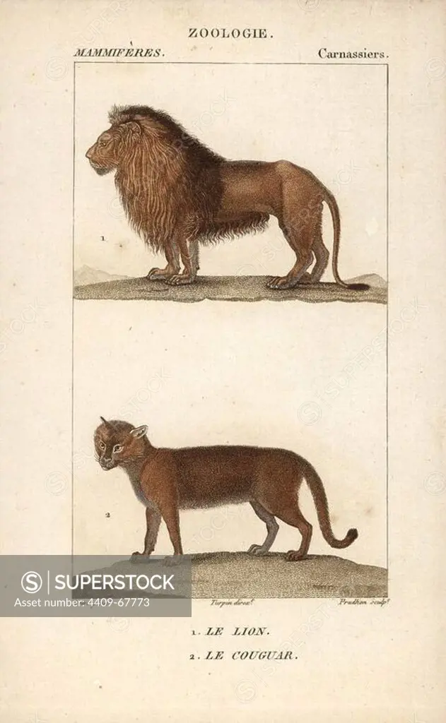 Lion, Panthera leo, and cougar, Puma concolor. Handcoloured copperplate stipple engraving from Frederic Cuvier's "Dictionary of Natural Science: Mammals," Paris, France, 1816. Illustration by J. G. Pretre, engraved by Prudhon, directed by Pierre Jean-Francois Turpin, and published by F.G. Levrault. Jean Gabriel Pretre (1780~1845) was painter of natural history at Empress Josephine's zoo and later became artist to the Museum of Natural History. Turpin (1775-1840) is considered one of the greatest French botanical illustrators of the 19th century.