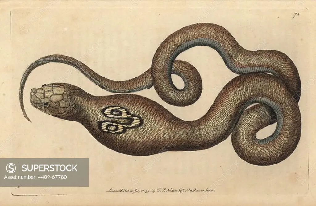 Indian cobra, Spectacle snake or Cobra de capello. Naja naja (Coluber naja). Venomous hooded snake with spectacle pattern on rear of neck.. Illustration signed N (Frederick Nodder).. Handcolored copperplate engraving from George Shaw and Frederick Nodder's "The Naturalist's Miscellany" 1790.. Frederick Polydore Nodder (1751~1801) was a gifted natural history artist and engraver. Nodder honed his draftsmanship working on Captain Cook and Joseph Banks' Florilegium and engraving Sydney Parkinson's sketches of Australian plants. He was made "botanic painter to her majesty" Queen Charlotte in 1785. Nodder also drew the botanical studies in Thomas Martyn's Flora Rustica (1792) and 38 Plates (1799). Most of the 1,064 illustrations of animals, birds, insects, crustaceans, fishes, marine life and microscopic creatures for the Naturalist's Miscellany were drawn, engraved and published by Frederick Nodder's family. Frederick himself drew and engraved many of the copperplates until his death. His