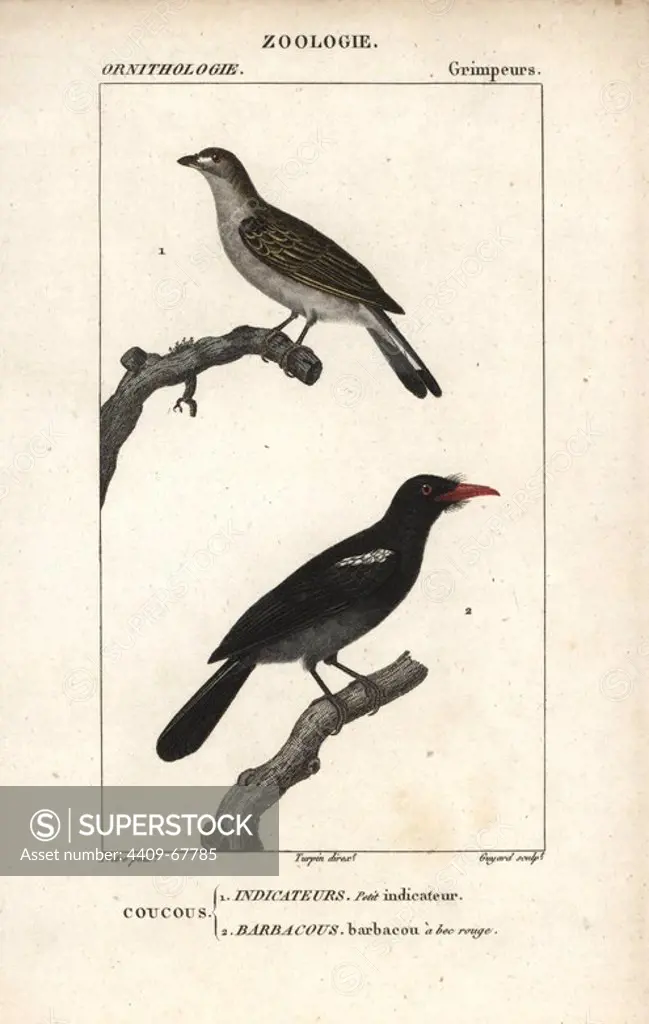 Lesser honeyguide, Indicator minor, and black-fronted nunbird, Monasa nigrifrons. Handcoloured copperplate stipple engraving from Dumont de Sainte-Croix's "Dictionary of Natural Science: Ornithology," Paris, France, 1816-1830. Illustration by J. G. Pretre, engraved by Guyard, directed by Pierre Jean-Francois Turpin, and published by F.G. Levrault. Jean Gabriel Pretre (1780~1845) was painter of natural history at Empress Josephine's zoo and later became artist to the Museum of Natural History. Turpin (1775-1840) is considered one of the greatest French botanical illustrators of the 19th century.