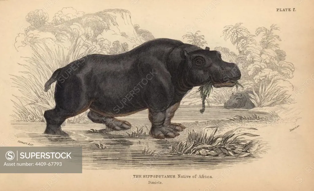 Hippopotamus, Hippopotamus amphibius, vulnerable. Handcoloured engraving on steel by William Lizars from a drawing by James Stewart from Sir William Jardine's "Naturalist's Library: Mammalia, Pachydermes or Thick-Skinned Quadrupeds" published by W. H. Lizars, Edinburgh, 1836.
