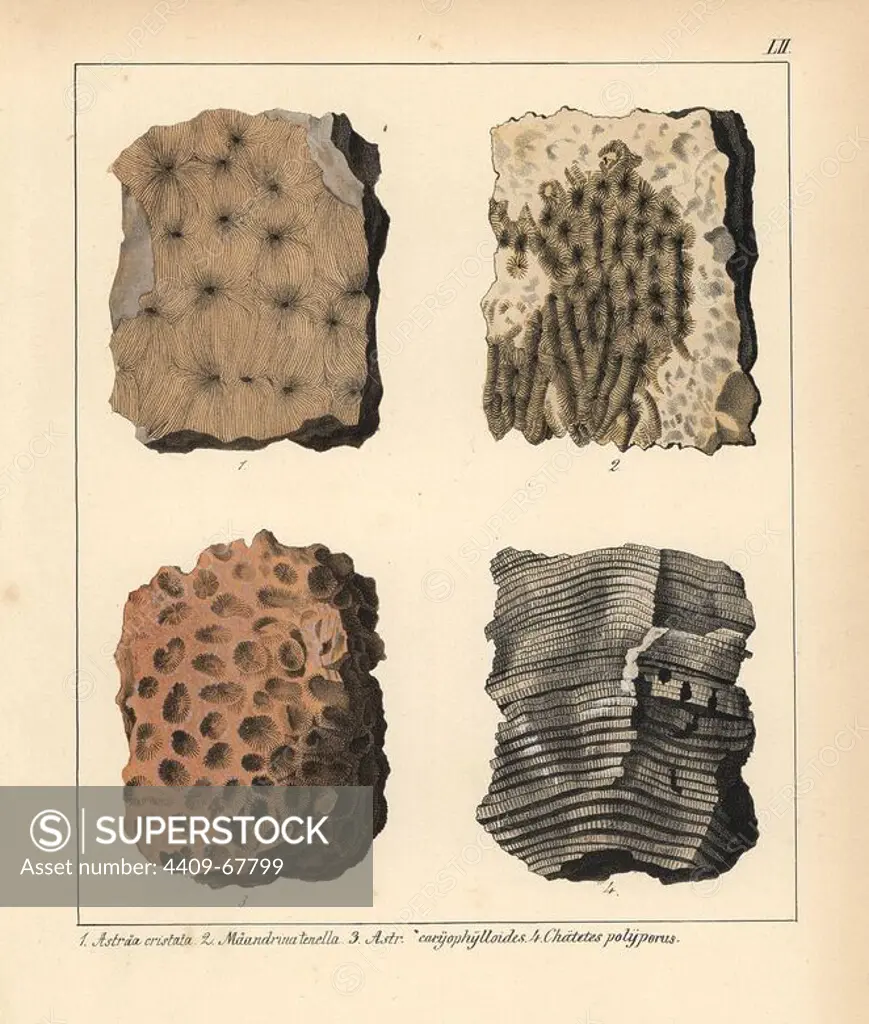 Fossil of extinct corals: Astraea cristata, Maeandrina tenella, A. caryophylloides and Chaetetes polyporus. Handcoloured lithograph by an unknown artist from Dr. F.A. Schmidt's "Petrefactenbuch," published in Stuttgart, Germany, 1855 by Verlag von Krais & Hoffmann. Dr. Schmidt's "Book of Petrification" introduced fossils and palaeontology to both the specialist and general reader.