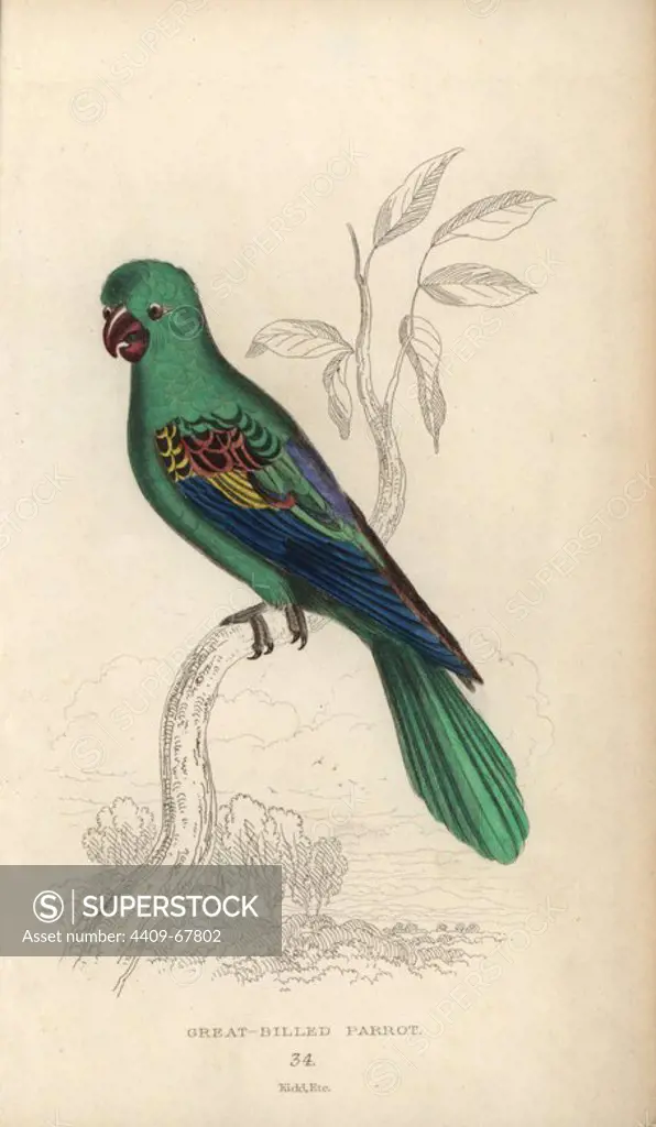 Great-billed parrot, Psittacus macrorhynchos, Tanygnathus megalorynchos. Hand-coloured steel engraving by Joseph Kidd (after Richard Nodder) from Sir Thomas Dick Lauder and Captain Thomas Brown's "Miscellany of Natural History: Parrots," Edinburgh, 1833. The Miscellany was intended to be a multi-volume series, but was brought to an abrupt halt after only the second volume on cats when John Audubon complained about the unauthorized use of his illustrations.