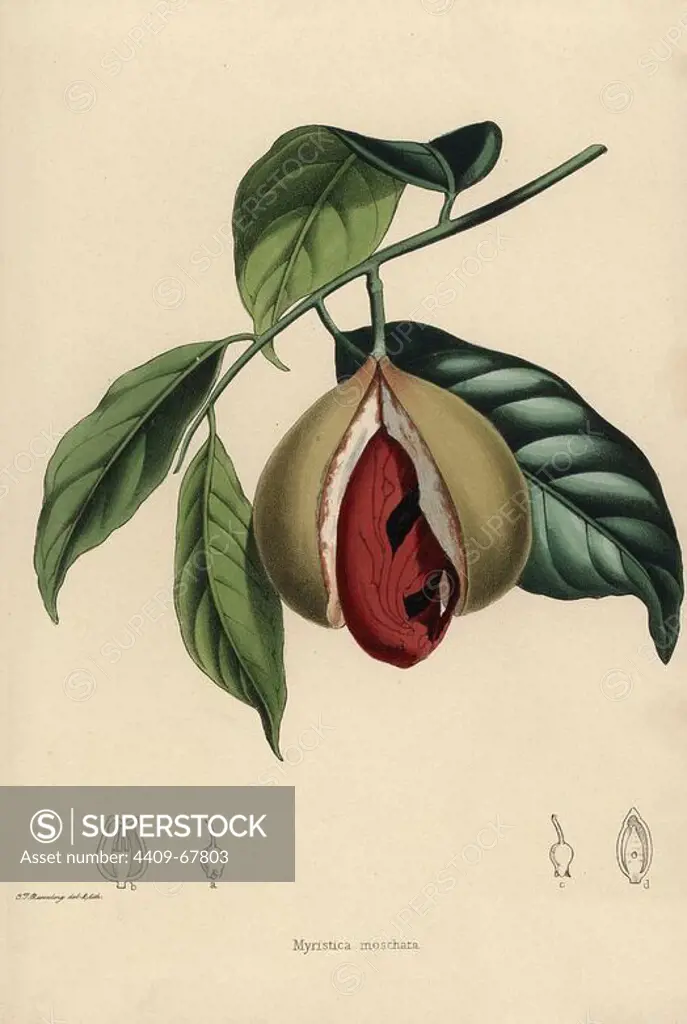 Nutmeg and mace, Myristica moschata. Drawn and zincographed by C. T. Rosenberg, for Thomas Moore's "The Garden Companion and Florists' Guide," 1852, published by Charles Frederick Cheffins.