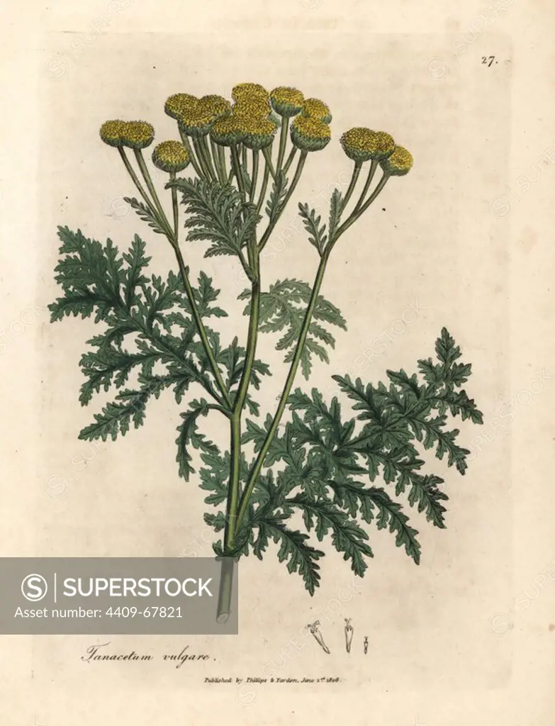 Tansy, Tanacetum vulgare. Handcoloured copperplate engraving from a botanical illustration by James Sowerby from William Woodville and Sir William Jackson Hooker's "Medical Botany," John Bohn, London, 1832. The tireless Sowerby (1757-1822) drew over 2, 500 plants for Smith's mammoth "English Botany" (1790-1814) and 440 mushrooms for "Coloured Figures of English Fungi " (1797) among many other works.