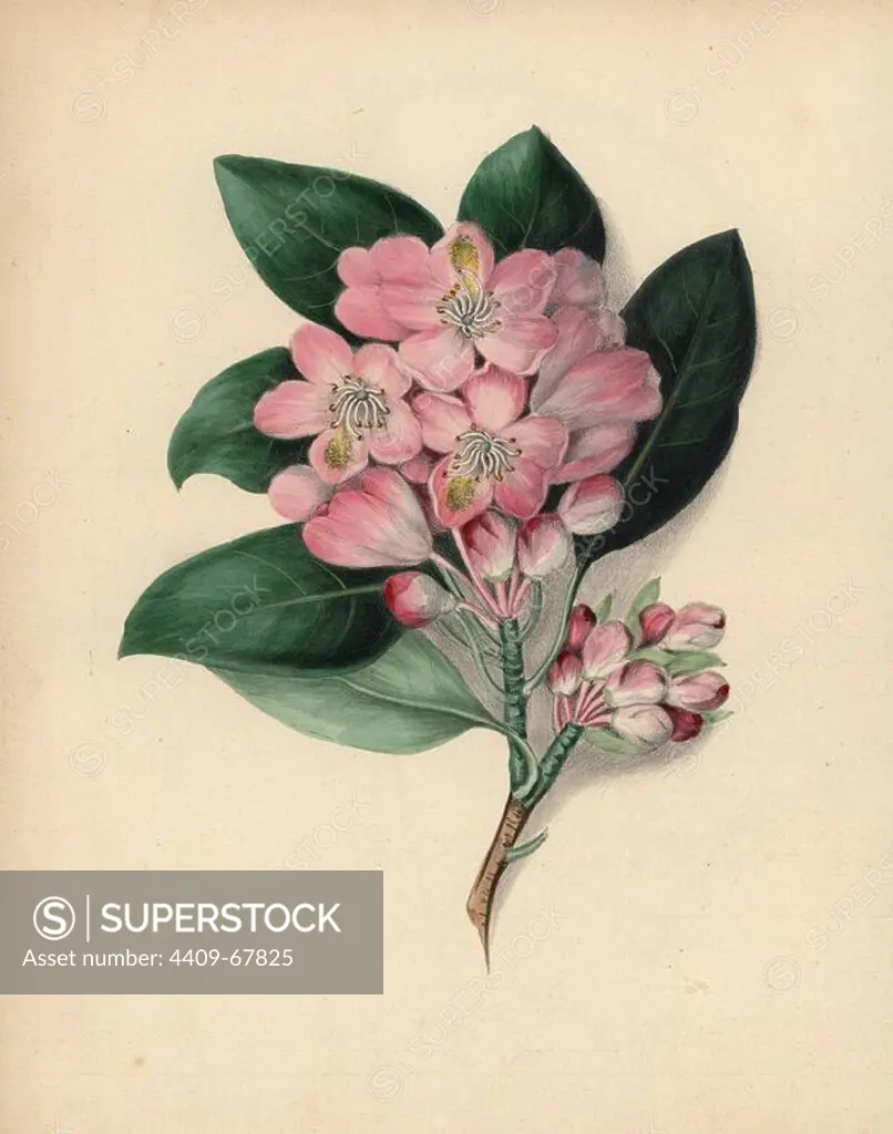 American rose bay with pink flowers. Rhododendron maximum. Illustration by Clarissa Badger, nee Munger, from "Wild Flowers, Drawn and Colored from Nature," New York, 1859. Clarissa Munger (1806-1889) was born into an artistic family in East Guilford, Connecticut. Her father George was an engraver and miniaturist, and her sister Caroline painted portraits. Clarissa married the Rev. Milton Badger in 1828, and in 1848 published "Forget Me Not" with original watercolors, believed to be the prototype "Wild Flowers" (1859) with 22 lithographs and "Floral Belles" (1867) with 16 plates.