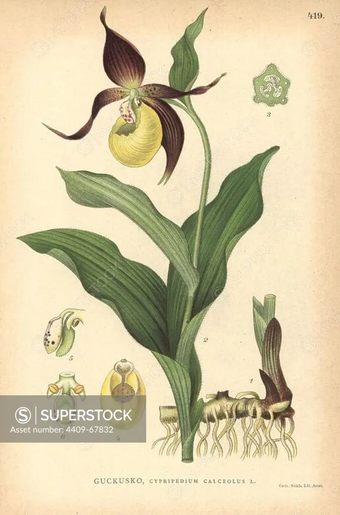 Lady's slipper orchid, Cypripedium calceolus. Chromolithograph from Carl Lindman's "Bilder ur Nordens Flora" (Pictures of Northern Flora), Stockholm, Wahlstrom & Widstrand, 1905. Lindman (1856-1928) was Professor of Botany at the Swedish Museum of Natural History (Naturhistoriska Riksmuseet). The chromolithographs were based on Johan Wilhelm Palmstruch's "Svensk botanik," 1802-1843.