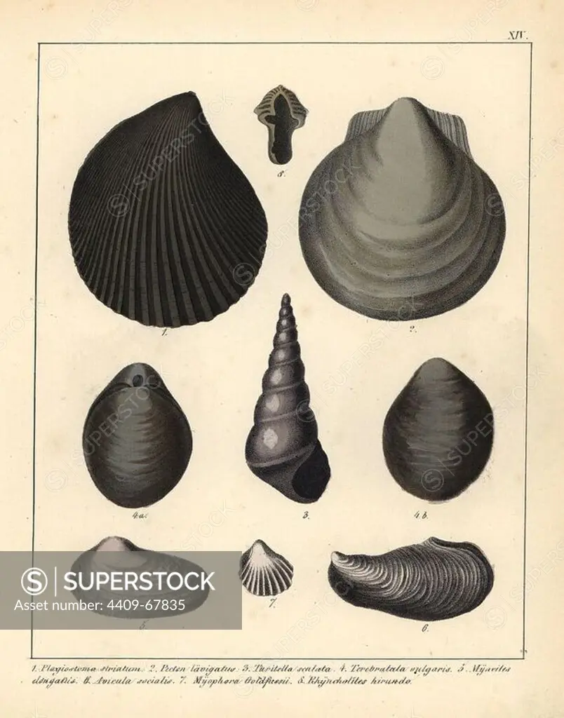 Fossils of extinct mollusks: Plagiostoma striatum, Pecten lavigatus, Turitella scalata, Terebratala vulgaris, Myacites elongatus, Avicula socialis, Myophora Goldfussi, Phyncholites hirundo. Handcoloured lithograph by an unknown artist from Dr. F.A. Schmidt's "Petrefactenbuch," published in Stuttgart, Germany, 1855 by Verlag von Krais & Hoffmann. Dr. Schmidt's "Book of Petrification" introduced fossils and palaeontology to both the specialist and general reader.