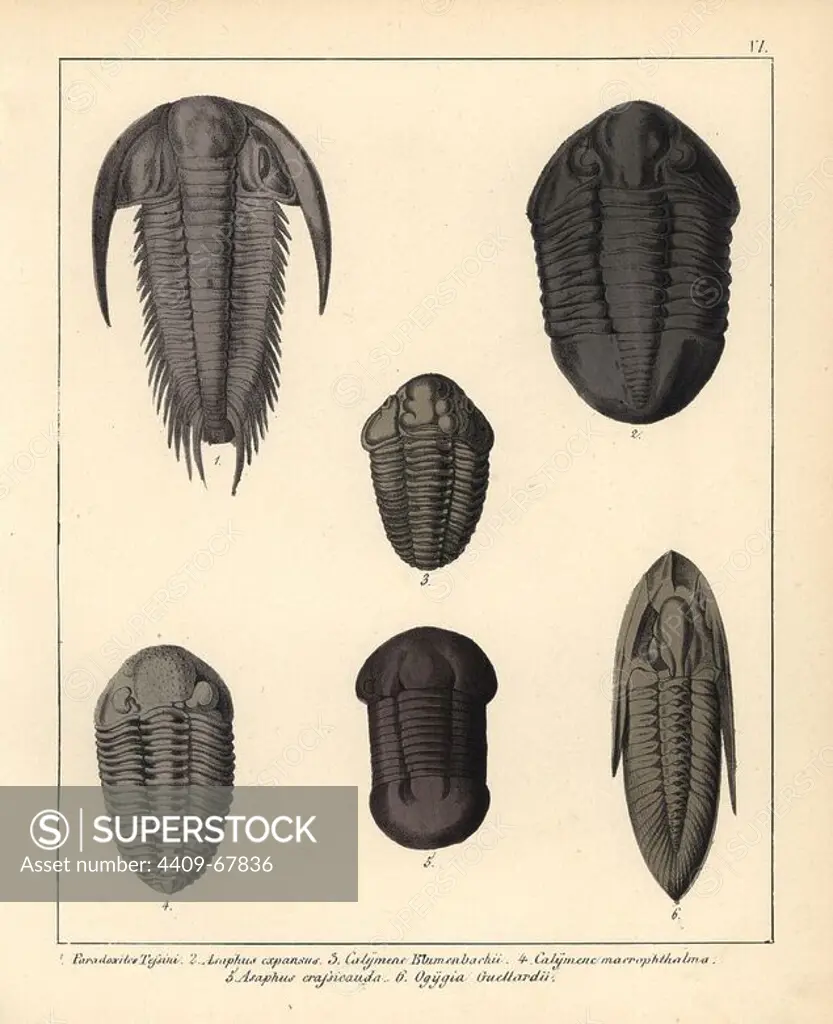 Fossils of extinct trilobites: Paradoxites tessini, Asaphus expansus, Calymene Blumenbachii, Calymene macrophthalma, Asaphus crassicauda, Ogygia guellardii. Handcoloured lithograph by an unknown artist from Dr. F.A. Schmidt's "Petrefactenbuch," published in Stuttgart, Germany, 1855 by Verlag von Krais & Hoffmann. Dr. Schmidt's "Book of Petrification" introduced fossils and palaeontology to both the specialist and general reader.