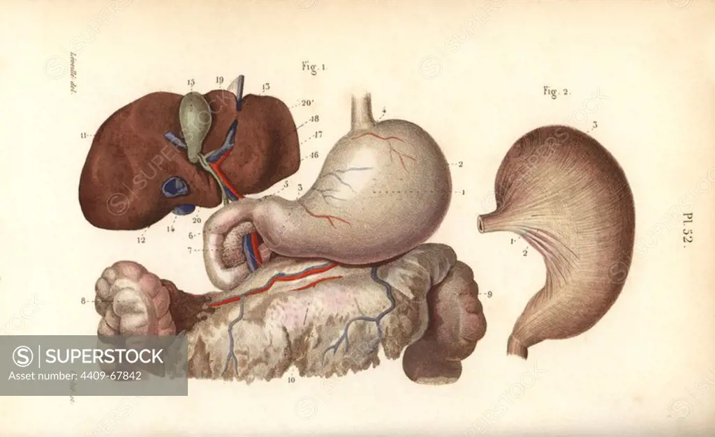 Stomach, duodenum and liver. Handcolored steel engraving by Corbie of a drawing by Leveille from Dr. Joseph Nicolas Masse's "Petit Atlas complet d'Anatomie descriptive du Corps Humain," Paris, 1864, published by Mequignon-Marvis. Masse's "Pocket Anatomy of the Human Body" was first published in 1848 and went through many editions.