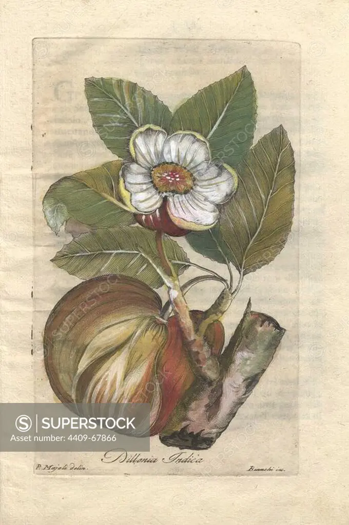 The rose or elephant apple tree (chulta) is a tropical fruit tree common to southeast Asia (Dillenia indica).. Handcolored copperplate engraving by Majoli from John Hill's "Decade of Curious and Elegant Trees and Plants" (1786). It had first been published in London in 1773. The new edition had 10 hand-coloured botanical plates by P. Maioli (Majoli) engraved by Giuseppe Bianchi and depicted unusual plants such as carnivorous pitcher plants and Venus flytraps for the first time.