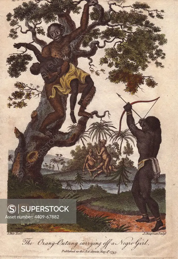 An orang utan (Pongo pygmaeus) kidnapping a young girl. A native takes aim with bow and arrow at the ape. Hand-colored copperplate engraving from a drawing by Johann Ihle from Ebenezer Sibly's "Universal System of Natural History" 1795. The prolific Sibly published his Universal System of Natural History in 1794~1796 in five volumes covering the three natural worlds of fauna, flora and geology. The series included illustrations of mythical beasts such as the sukotyro and the mermaid, and depicted sloths sitting on the ground (instead of hanging from trees) and a domesticated female orang utan wearing a bandana. The engravings were by J. Pass, J. Chapman and Barlow copied from original drawings by famous natural history artists George Edwards, Albertus Seba, Maria Sybilla Merian, and Johann Ihle.
