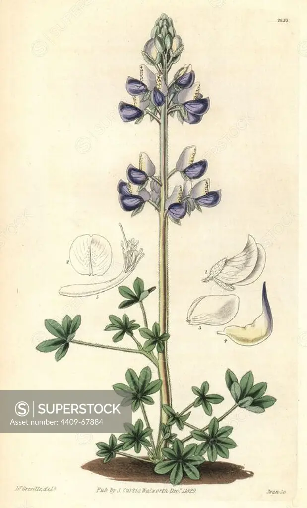 Sea-shore lupin, Lupinus littoralis. Illustration by Dr. Greville, engraved by Swan. Handcolored copperplate engraving from William Curtis's "The Botanical Magazine," Samuel Curtis, 1829. Hooker (1785-1865) was an English botanist, writer and artist. He was Regius Professor of Botany at Glasgow University, and editor of Curtis' "Botanical Magazine" from 1827 to 1865. In 1841, he was appointed director of the Royal Botanic Gardens at Kew, and was succeeded by his son Joseph Dalton. Hooker documented the fern and orchid crazes that shook England in the mid-19th century in books such as "Species Filicum" (1846) and "A Century of Orchidaceous Plants" (1849). A gifted botanical artist himself, he wrote and illustrated "Flora Exotica" (1823) and several volumes of the "Botanical Magazine" after 1827.