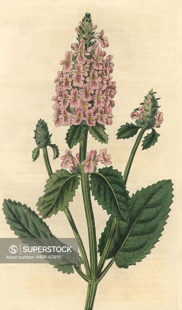Rose-coloured betony, Betonica incana. Handcoloured copperplate engraving drawn by John Curtis and engraved by Weddell from "Curtis's Botanical Magazine"1820, Samuel Curtis, Walworth, London.