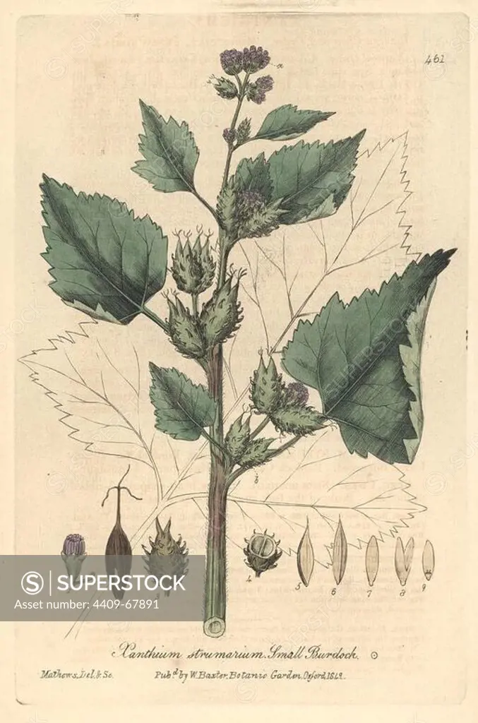 Small burdock, Xanthium strumarium. Handcoloured copperplate drawn and engraved by Charles Mathews from William Baxter's "British Phaenogamous Botany," Oxford, 1842. Scotsman William Baxter (1788-1871) was the curator of the Oxford Botanic Garden from 1813 to 1854.