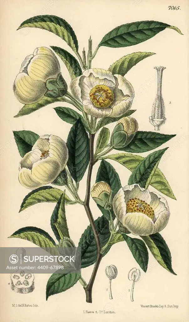 Stuartia pseudo-camellia, white flower native to Japan. Hand-coloured botanical illustration drawn by Matilda Smith and lithographed by J.N. Fitch from Joseph Dalton Hooker's "Curtis's Botanical Magazine," 1889, L. Reeve & Co. A second-cousin and pupil of Sir Joseph Dalton Hooker, Matilda Smith (1854-1926) was the main artist for the Botanical Magazine from 1887 until 1920 and contributed 2,300 illustrations.