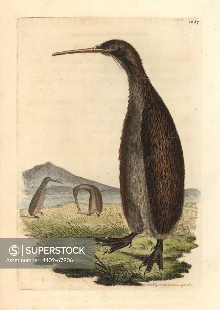 Brown kiwi, Apteryx australis. Vulnerable. Illustration drawn and engraved by Richard Polydore Nodder. Handcolored copperplate engraving from George Shaw and Frederick Nodder's "The Naturalist's Miscellany" 1812. Most of the 1,064 illustrations of animals, birds, insects, crustaceans, fishes, marine life and microscopic creatures for the Naturalist's Miscellany were drawn by George Shaw, Frederick Nodder and Richard Nodder, and engraved and published by the Nodder family. Frederick drew and engraved many of the copperplates until his death around 1800, and son Richard (1774~1823) was responsible for the plates signed RN or RPN. Richard exhibited at the Royal Academy and became botanic painter to King George III.