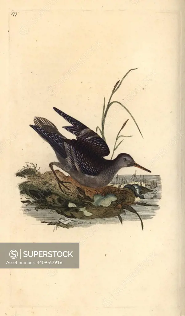 Purple sandpiper, Calidris maritima. Handcoloured copperplate drawn and engraved by Edward Donovan from his own "Natural History of British Birds," London, 1794-1819. Edward Donovan (1768-1837) was an Anglo-Irish amateur zoologist, writer, artist and engraver. He wrote and illustrated a series of volumes on birds, fish, shells and insects, opened his own museum of natural history in London, but later he fell on hard times and died penniless.