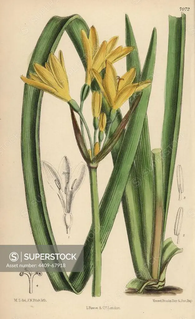 Anoiganthus breviflorus, yellow lily native to the Cape and Natal, South Africa. Hand-coloured botanical illustration drawn by Matilda Smith and lithographed by J.N. Fitch from Joseph Dalton Hooker's "Curtis's Botanical Magazine," 1889, L. Reeve & Co. A second-cousin and pupil of Sir Joseph Dalton Hooker, Matilda Smith (1854-1926) was the main artist for the Botanical Magazine from 1887 until 1920 and contributed 2,300 illustrations.
