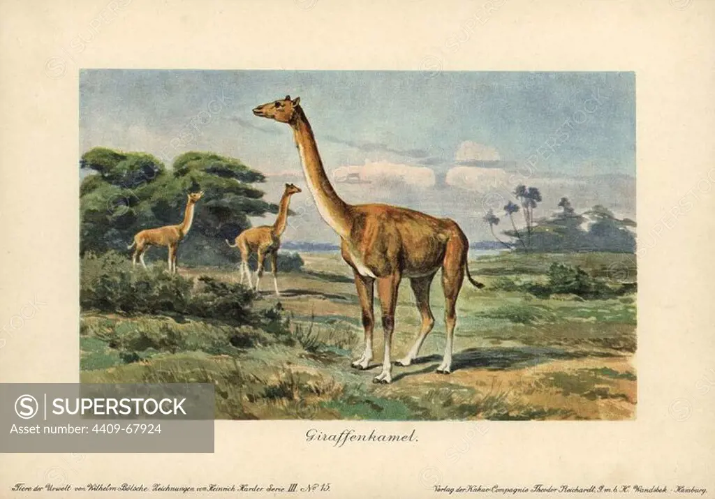 Aepycamelus, an extinct genus of camelid which lived during the Miocene epoch. Colour printed (chromolithograph) illustration by Heinrich Harder from "Tiere der Urwelt" Animals of the Prehistoric World, 1916, Hamburg. Heinrich Harder (1858-1935) was a German landscape artist and book illustrator. From a series of prehistoric creature cards published by the Reichardt Cocoa company. Natural historian Wilhelm Bolsche wrote the descriptive text.
