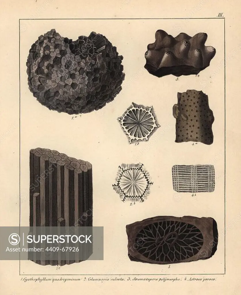 Extinct coral fossils Cyathophyllum quadrigeminum, Columnaria sulcata and Astraea porosa. Sponge fossil Stromatopora poylmorpha. Handcoloured lithograph by an unknown artist from Dr. F.A. Schmidt's "Petrefactenbuch," published in Stuttgart, Germany, 1855 by Verlag von Krais & Hoffmann. Dr. Schmidt's "Book of Petrification" introduced fossils and palaeontology to both the specialist and general reader.