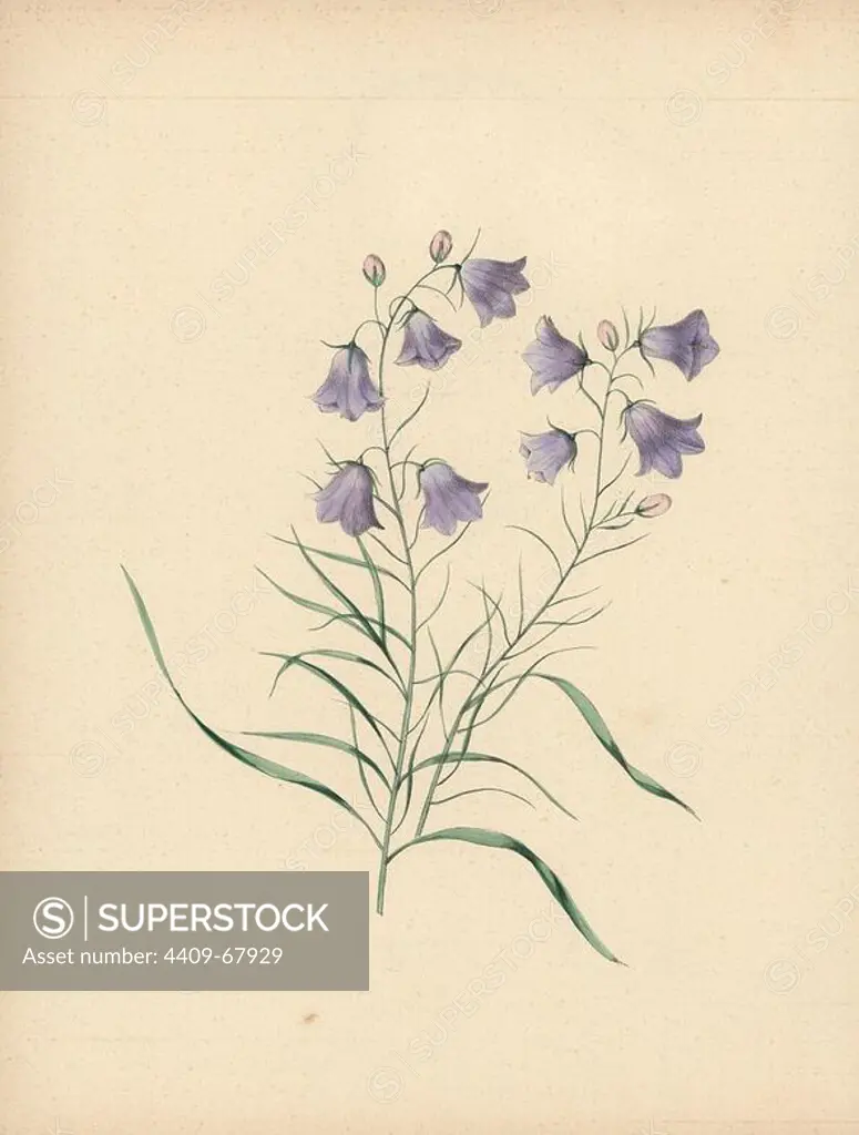 Harebell. Campanula rotundifolia. Illustration by Clarissa Badger, nee Munger, from "Wild Flowers, Drawn and Colored from Nature," New York, 1859. Clarissa Munger (1806-1889) was born into an artistic family in East Guilford, Connecticut. Her father George was an engraver and miniaturist, and her sister Caroline painted portraits. Clarissa married the Rev. Milton Badger in 1828, and in 1848 published "Forget Me Not" with original watercolors, believed to be the prototype "Wild Flowers" (1859) with 22 lithographs and "Floral Belles" (1867) with 16 plates.