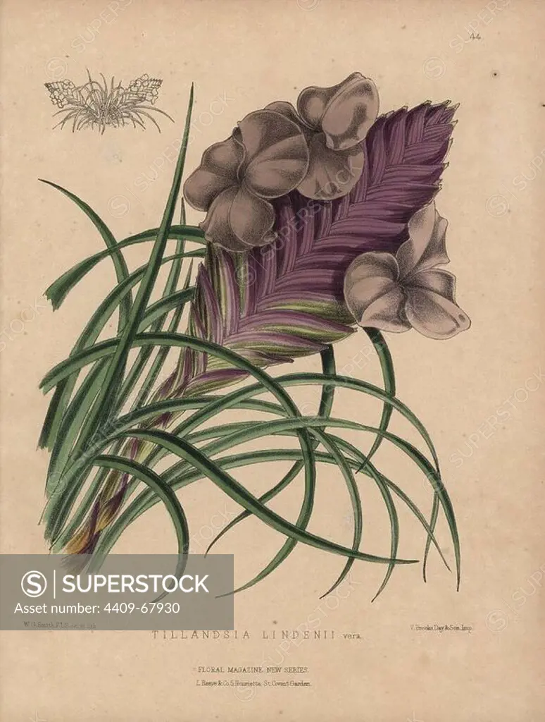 Airplant with lilac and mauve flowers. Tillandsia lindenii. Handcolored botanical drawn and lithographed by W.G. Smith from H.H. Dombrain's "Floral Magazine" 1872.. Worthington G. Smith (1835-1917), architect, engraver and mycologist. Smith also illustrated "The Gardener's Chronicle." Henry Honywood Dombrain (1818-1905), clergyman gardener, was editor of the "Floral Magazine" from 1862 to 1873.