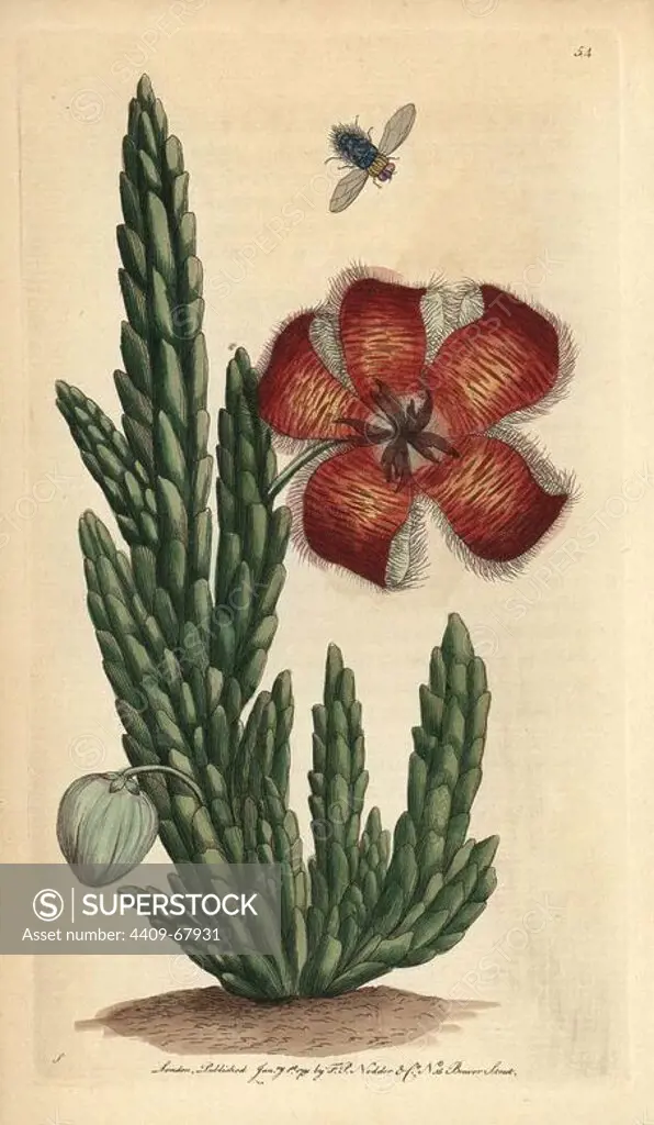 Fetid stapelia or carrion flower. Stapelia hirsuta. Illustration signed S (George Shaw).. Handcolored copperplate engraving from George Shaw and Frederick Nodder's "The Naturalist's Miscellany" 1790.. Frederick Polydore Nodder (1751~1801) was a gifted natural history artist and engraver. Nodder honed his draftsmanship working on Captain Cook and Joseph Banks' Florilegium and engraving Sydney Parkinson's sketches of Australian plants. He was made "botanic painter to her majesty" Queen Charlotte in 1785. Nodder also drew the botanical studies in Thomas Martyn's Flora Rustica (1792) and 38 Plates (1799). Most of the 1,064 illustrations of animals, birds, insects, crustaceans, fishes, marine life and microscopic creatures for the Naturalist's Miscellany were drawn, engraved and published by Frederick Nodder's family. Frederick himself drew and engraved many of the copperplates until his death. His wife Elizabeth is credited as publisher on the volumes after 1801. Their son Richard Polydor