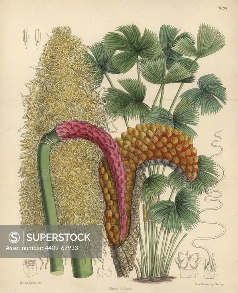 Carludovica rotundifolia, palm native to Costa Rica. Hand-coloured botanical illustration drawn by Matilda Smith and lithographed by John Nugent Fitch from Joseph Dalton Hooker's "Curtis's Botanical Magazine," 1889, L. Reeve & Co. A second-cousin and pupil of Sir Joseph Dalton Hooker, Matilda Smith (1854-1926) was the main artist for the Botanical Magazine from 1887 until 1920 and contributed 2,300 illustrations.
