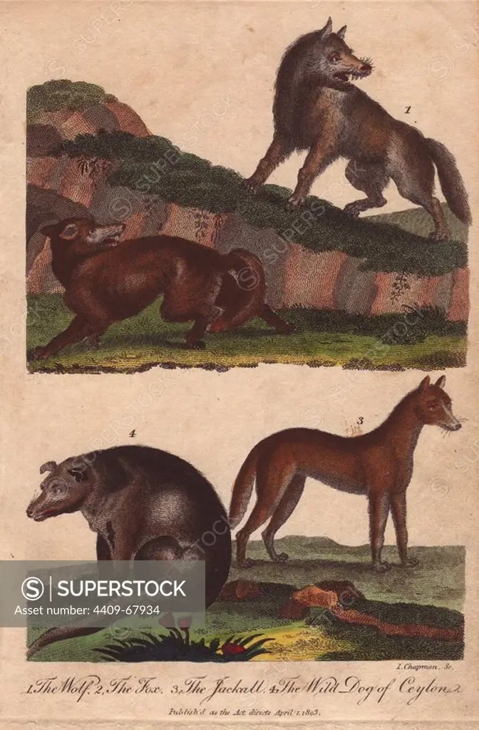 Wolf, fox, jackal, and wild dog of Ceylon. Canis lupus, Canis aureus, Vulpes vulpes. Hand-colored copperplate engraving from a drawing by Johann Ihle from Ebenezer Sibly's "Universal System of Natural History" 1794. The prolific Sibly published his Universal System of Natural History in 1794~1796 in five volumes covering the three natural worlds of fauna, flora and geology. The series included illustrations of mythical beasts such as the sukotyro and the mermaid, and depicted sloths sitting on the ground (instead of hanging from trees) and a domesticated female orang utan wearing a bandana. The engravings were by J. Pass, J. Chapman and Barlow copied from original drawings by famous natural history artists George Edwards, Albertus Seba, Maria Sybilla Merian, and Johann Ihle.