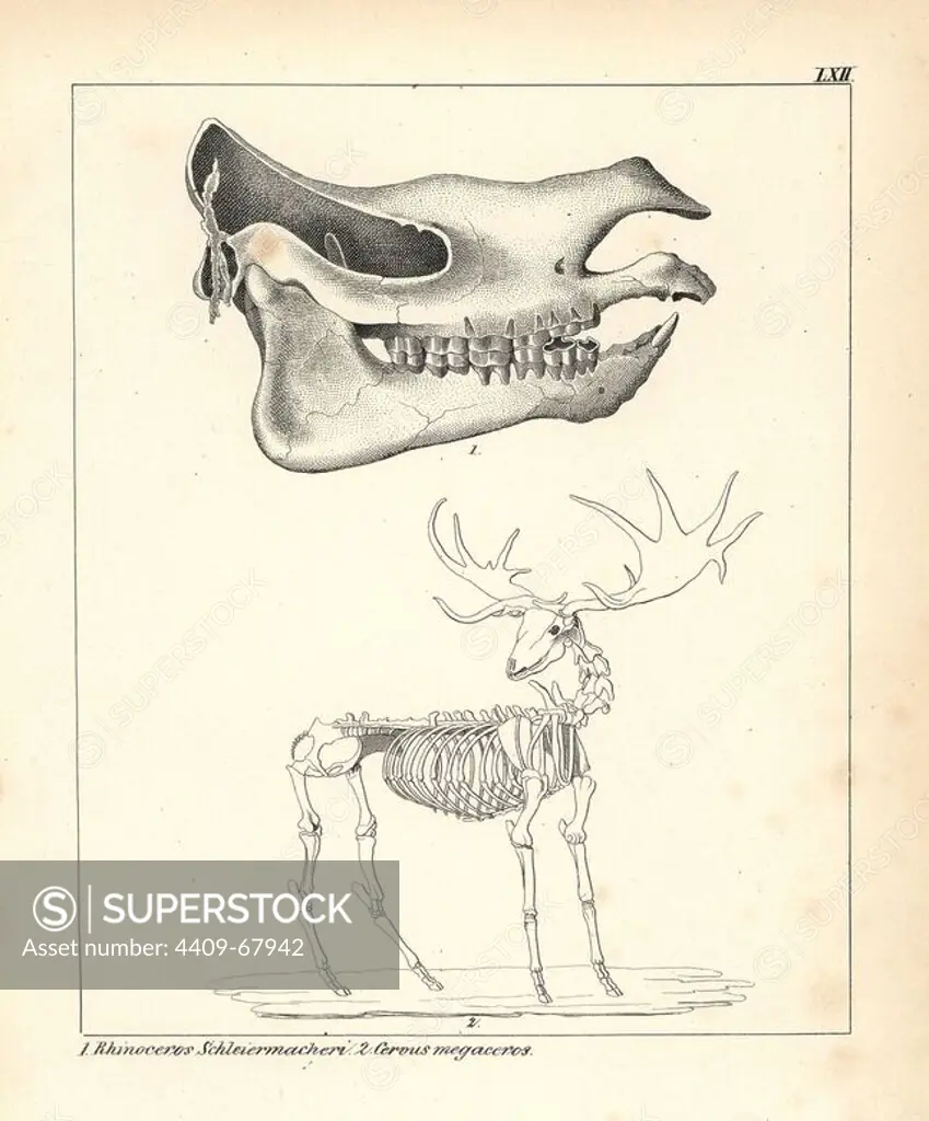 Skull of the extinct Rhinoceros schleirmacheri and skeleton of the extinct Irish elk, Cervus megaceros. Lithograph by an unknown artist from Dr. F.A. Schmidt's "Petrefactenbuch," published in Stuttgart, Germany, 1855 by Verlag von Krais & Hoffmann. Dr. Schmidt's "Book of Petrification" introduced fossils and palaeontology to both the specialist and general reader.