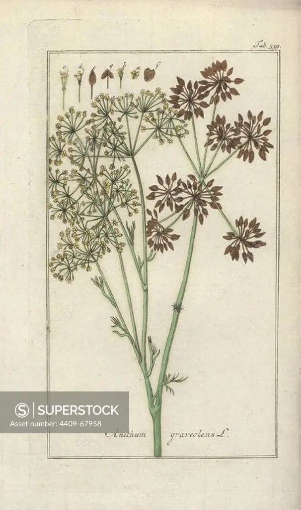 Dill, Anethum graveolens. Handcoloured copperplate botanical engraving from Johannes Zorn's "Afbeelding der Artseny-Gewassen," Jan Christiaan Sepp, Amsterdam, 1796. Zorn first published his illustrated medical botany in Nurnberg in 1780 with 500 plates, and a Dutch edition followed in 1796 published by J.C. Sepp with an additional 100 plates. Zorn (1739-1799) was a German pharmacist and botanist who collected medical plants from all over Europe for his "Icones plantarum medicinalium" for apothecaries and doctors.