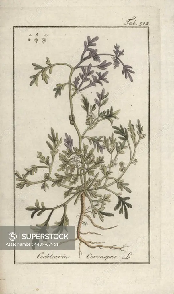 Swinecress, Coronopus squamatus. Handcoloured copperplate botanical engraving from Johannes Zorn's "Afbeelding der Artseny-Gewassen," Jan Christiaan Sepp, Amsterdam, 1796. Zorn first published his illustrated medical botany in Nurnberg in 1780 with 500 plates, and a Dutch edition followed in 1796 published by J.C. Sepp with an additional 100 plates. Zorn (1739-1799) was a German pharmacist and botanist who collected medical plants from all over Europe for his "Icones plantarum medicinalium" for apothecaries and doctors.