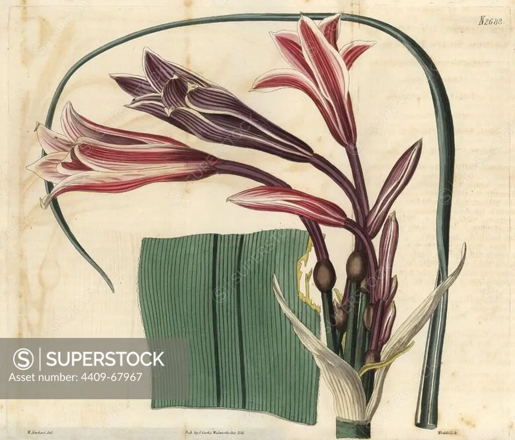 Cape Crinum, Black River variety. Crinum capense, var. riparia. Crinum lily with purple and crimson flowers, from the Black River, South Africa.. Illustration by W. Herbert, engraved by Weddell. Handcolored copperplate engraving from Samuel Curtis's "The Curtis Botanical Magazine" 1826.. William Herbert (1778-1847) was a clergyman, classical scholar, poet and botanist. A keen gardener, he was an expert on bulbous plants and developed many new varieties. Samuel Curtis, cousin and son-in-law to William Curtis, took over the Botanical Magazine in 1826. Samuel re-named it "The Curtis Botanical Magazine" and enlisted the help of William Jackson Hooker, Professor of Botany at Glasgow University. Samuel Curtis' daughters (Miss C and C.M) drew the illustrations for the magazine.