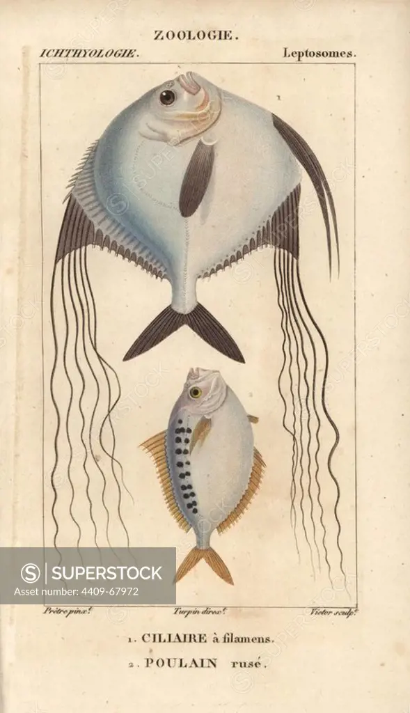 Angelfish, Ciliare a filamens, and ponyfish, Poulain ruse, Leiognathus equulus Handcoloured copperplate stipple engraving from Jussieu's "Dictionnaire des Sciences Naturelles" 1816-1830. The volumes on fish and reptiles were edited by Hippolyte Cloquet, natural historian and doctor of medicine. Illustration by J.G. Pretre, engraved by Victor, directed by Turpin, and published by F. G. Levrault. Jean Gabriel Pretre (1780~1845) was painter of natural history at Empress Josephine's zoo and later became artist to the Museum of Natural History.