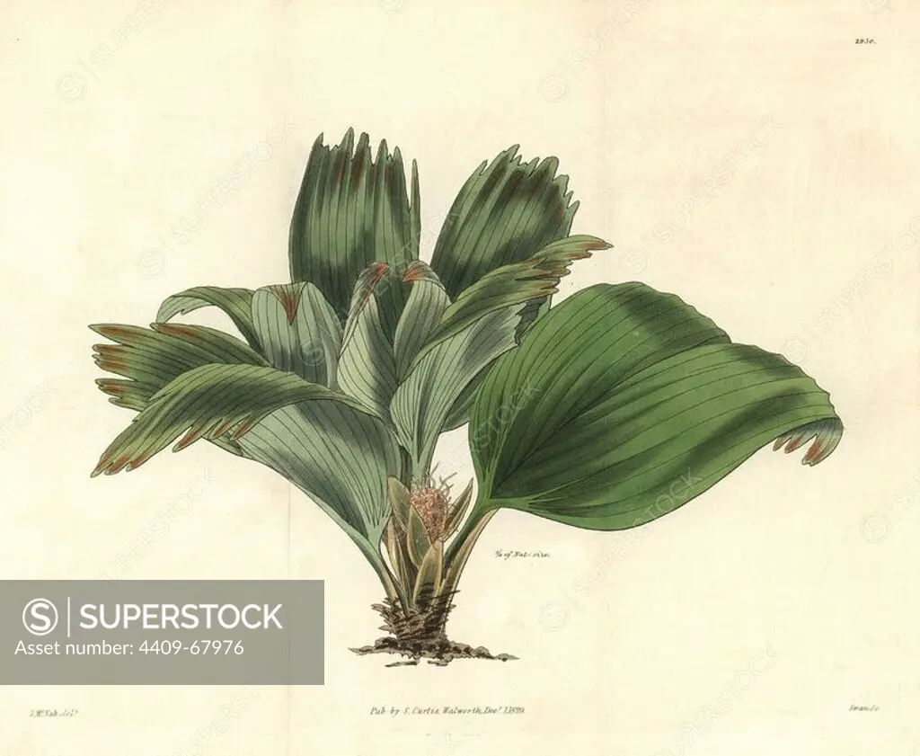 Broad-leaved ludovia, Ludovia latifolia or Asplundia latifolia. Illustration drawn by James McNab, engraved by Swan. Handcolored copperplate engraving from William Curtis's "The Botanical Magazine," Samuel Curtis, 1829. William Jackson Hooker (1785-1865) was an English botanist, writer and artist. He was Regius Professor of Botany at Glasgow University, and editor of Curtis' "Botanical Magazine" from 1827 to 1865. In 1841, he was appointed director of the Royal Botanic Gardens at Kew, and was succeeded by his son Joseph Dalton. Hooker documented the fern and orchid crazes that shook England in the mid-19th century in books such as "Species Filicum" (1846) and "A Century of Orchidaceous Plants" (1849). A gifted botanical artist himself, he wrote and illustrated "Flora Exotica" (1823) and several volumes of the "Botanical Magazine" after 1827.