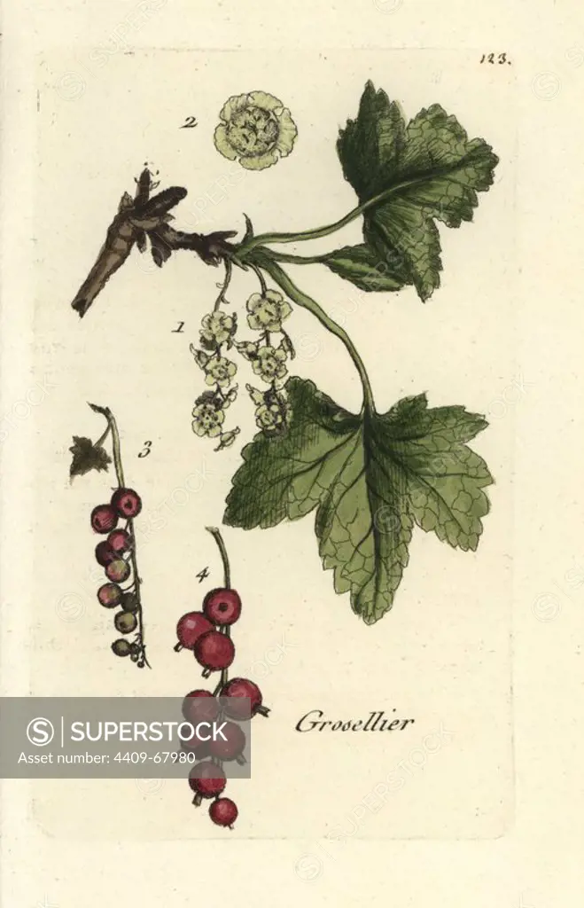 Redcurrant, Ribes rubrum. Handcoloured botanical drawn and engraved by Pierre Bulliard from his own "Flora Parisiensis," 1776, Paris, P.F. Didot. Pierre Bulliard (1752-1793) was a famous French botanist who pioneered the three-colour-plate printing technique. His introduction to the flowers of Paris included 640 plants.