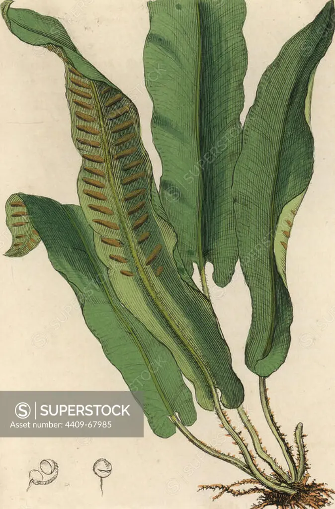 Harts-tongue fern, Asplenium scolopendrium. Handcolored copperplate engraving from a botanical illustration by James Sowerby from William Woodville and Sir William Jackson Hooker's "Medical Botany" 1832. The tireless Sowerby (1757-1822) drew over 2,500 plants for Smith's mammoth "English Botany" (1790-1814) and 440 mushrooms for "Coloured Figures of English Fungi " (1797) among many other works.
