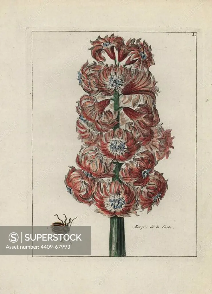 Marquis de la Ceste hyacinth, Hyacinthus orientalis, with beetle. Handcoloured copperplate botanical engraving from "Nederlandsch Bloemwerk" (Dutch Flower Arrangements), Amsterdam, J.B. Elwe, 1794. The artist of the fine plates is a mystery: the title bouquet has the signature of Paul Theodor van Brussel (1754-1795), the Dutch flower painter, and one auricula is "drawn from life" by A. Bres. According to Hunt, 30 plates show the influence of the famous French artist Nicolas Robert (1614-1685).