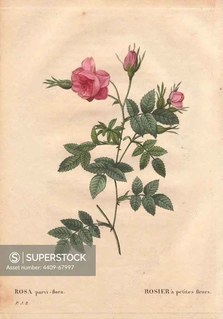 Double-flowered Carolina rose with pink and crimson blooms (Rosa parvi-flora).. Rosier à petites fleurs. Native to North America.. Hand-colored, octavo-size stipple copperplate engraving from Pierre Joseph Redoute's "Les Roses" 1828.