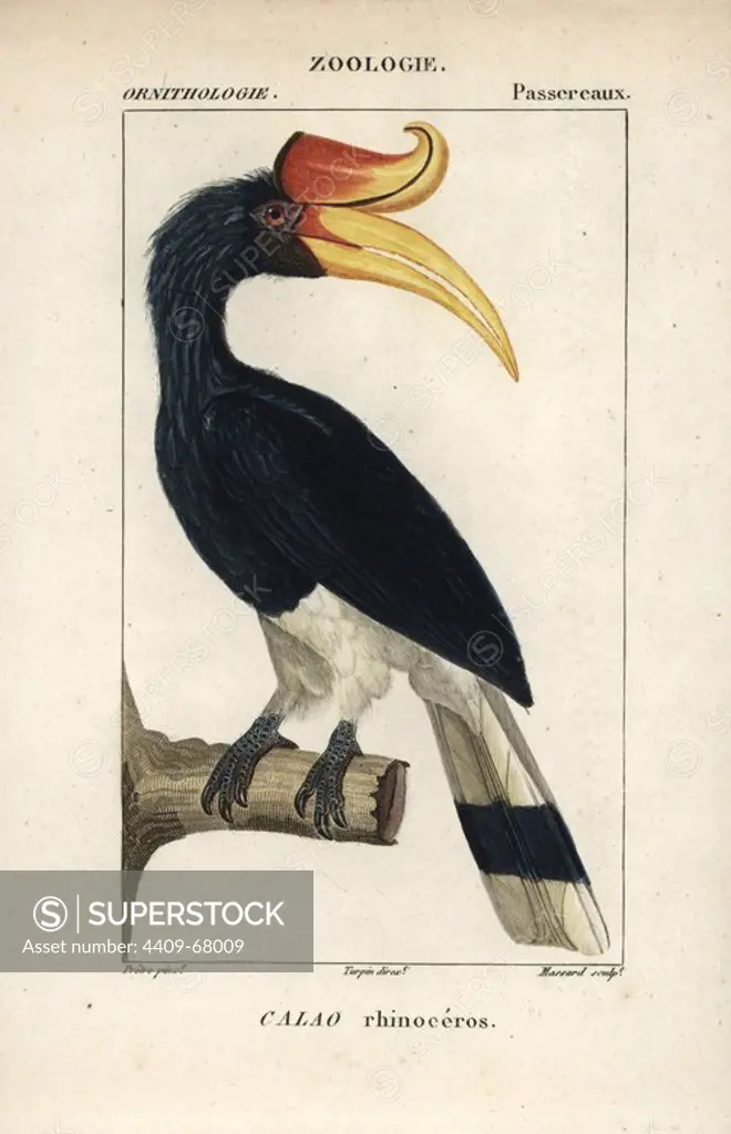 Rhinoceros hornbill, Buceros rhinoceros, near threatened. Handcoloured copperplate stipple engraving from Dumont de Sainte-Croix's "Dictionary of Natural Science: Ornithology," Paris, France, 1816-1830. Illustration by J. G. Pretre, engraved by Massard, directed by Pierre Jean-Francois Turpin, and published by F.G. Levrault. Jean Gabriel Pretre (1780~1845) was painter of natural history at Empress Josephine's zoo and later became artist to the Museum of Natural History. Turpin (1775-1840) is considered one of the greatest French botanical illustrators of the 19th century.