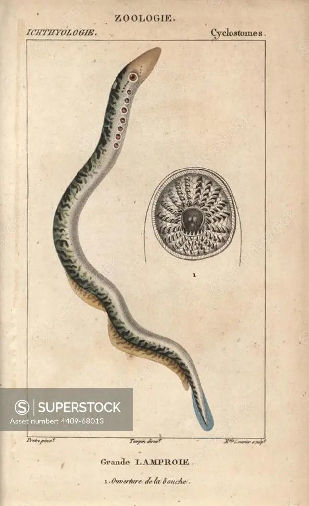 Lamprey, Petromyzon marinus, grande lamproie. Handcoloured copperplate stipple engraving from Jussieu's "Dictionnaire des Sciences Naturelles" 1816-1830. The volumes on fish and reptiles were edited by Hippolyte Cloquet, natural historian and doctor of medicine. Illustration by J.G. Pretre, engraved by Miss Louvier, directed by Turpin, and published by F. G. Levrault. Jean Gabriel Pretre (1780~1845) was painter of natural history at Empress Josephine's zoo and later became artist to the Museum of Natural History.