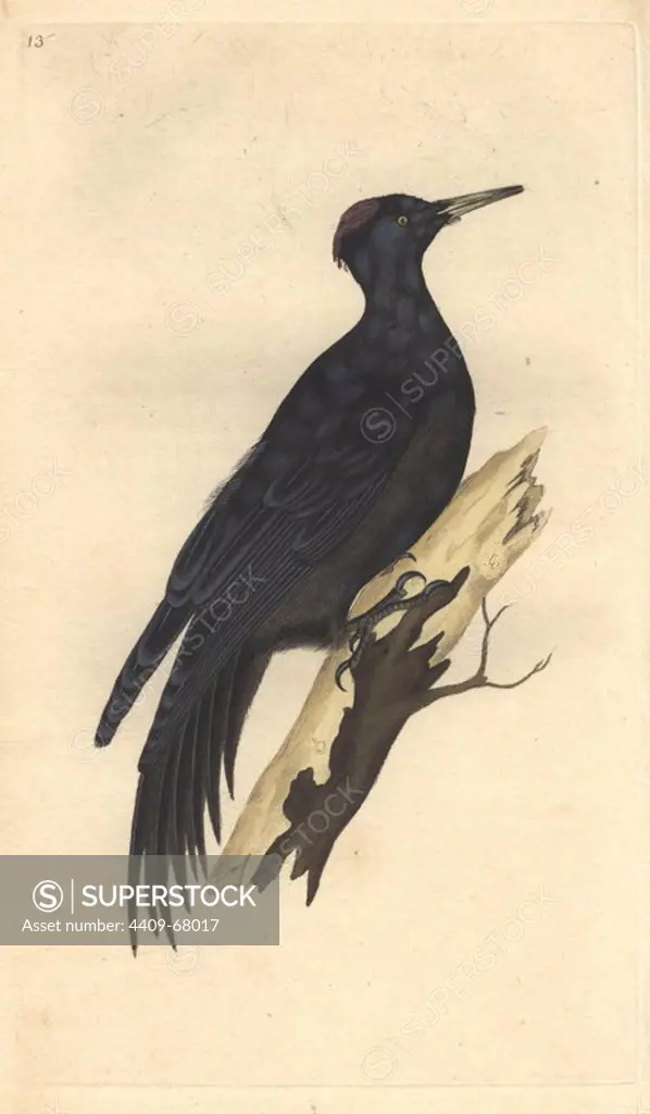 Great black woodpecker with vermillion cap and jet black plumage.. Dryocopus martius (Picus martius). Edward Donovan (1768-1837) was an Anglo-Irish amateur zoologist, writer, artist and engraver. He wrote and illustrated a series of volumes on birds, fish, shells and insects, opened his own museum of natural history in London, but later he fell on hard times and died penniless.. Handcolored copperplate engraving from Edward Donovan's "The Natural History of British Birds" (1794-1819).
