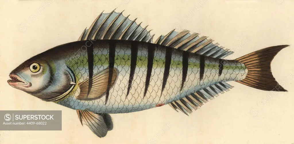 Barred grunt, Conodon nobilis. Illustration drawn and engraved by Richard Polydore Nodder. Handcolored copperplate engraving from George Shaw and Frederick Nodder's "The Naturalist's Miscellany" 1812. Most of the 1,064 illustrations of animals, birds, insects, crustaceans, fishes, marine life and microscopic creatures for the Naturalist's Miscellany were drawn by George Shaw, Frederick Nodder and Richard Nodder, and engraved and published by the Nodder family. Frederick drew and engraved many of the copperplates until his death around 1800, and son Richard (1774~1823) was responsible for the plates signed RN or RPN. Richard exhibited at the Royal Academy and became botanic painter to King George III.
