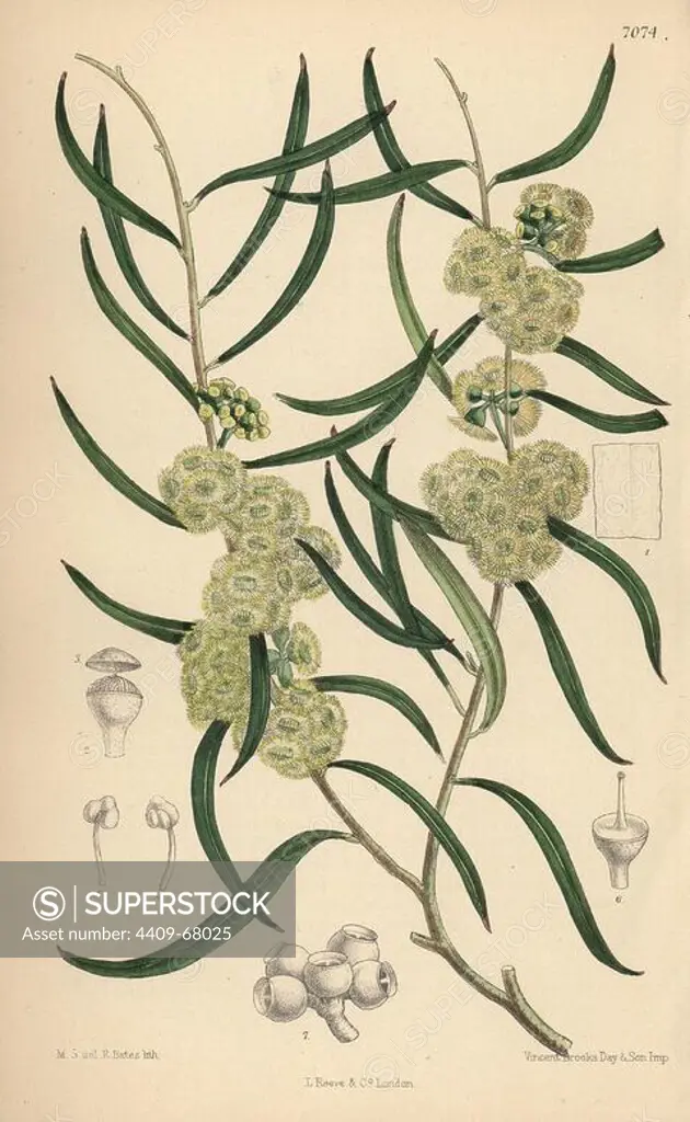 Eucalyptus stricta, native of New South Wales, Australia. Hand-coloured botanical illustration drawn by Matilda Smith and lithographed by E. Bates from Joseph Dalton Hooker's "Curtis's Botanical Magazine," 1889, L. Reeve & Co. A second-cousin and pupil of Sir Joseph Dalton Hooker, Matilda Smith (1854-1926) was the main artist for the Botanical Magazine from 1887 until 1920 and contributed 2,300 illustrations.